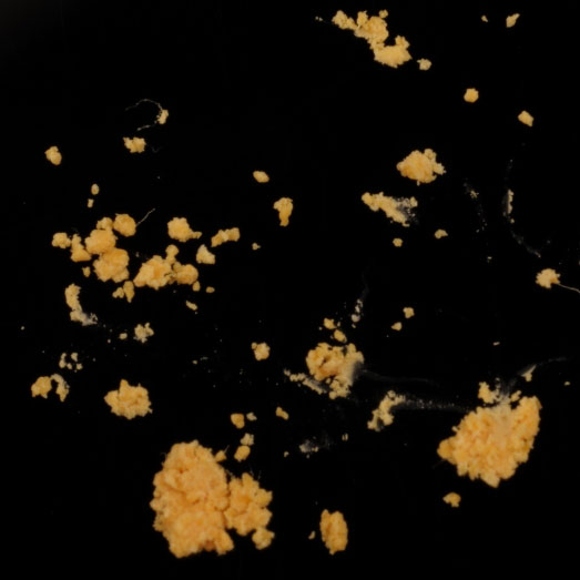 Amphetamin, verunreinigt mit einer unbekannten Substanz, 07.11.2023 (Berlin)